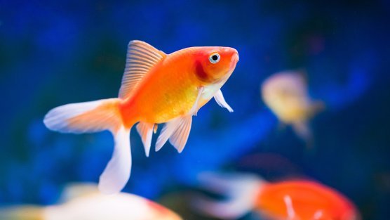 Newsletter To-Do Liste auf die sich selbst ein Goldfisch konzentrieren kann