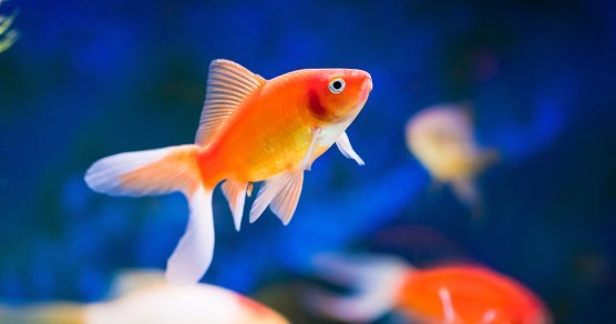Newsletter To-Do Liste auf die sich selbst ein Goldfisch konzentrieren kann
